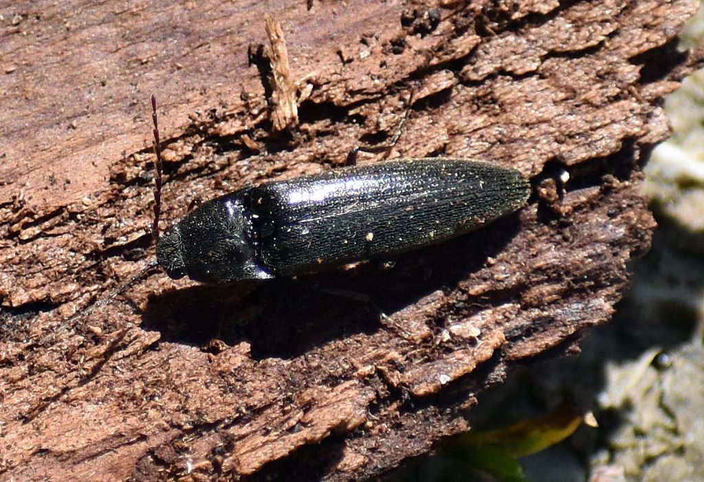 Elateridae: Melanotus sp.